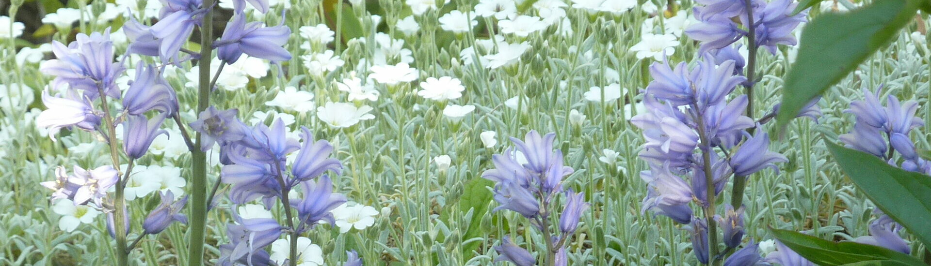 Couleurs et détente dans le jardin